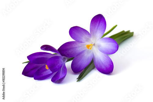 crocus - one of the first spring flowers