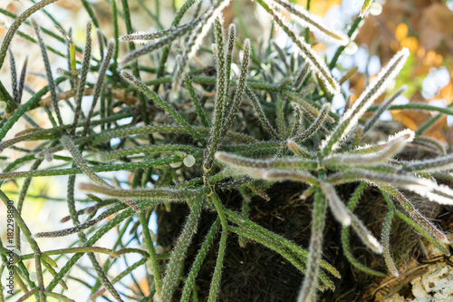 tree trunk and leaves of rhipsalis baccifera cactus also known as Spaghetti cactus
