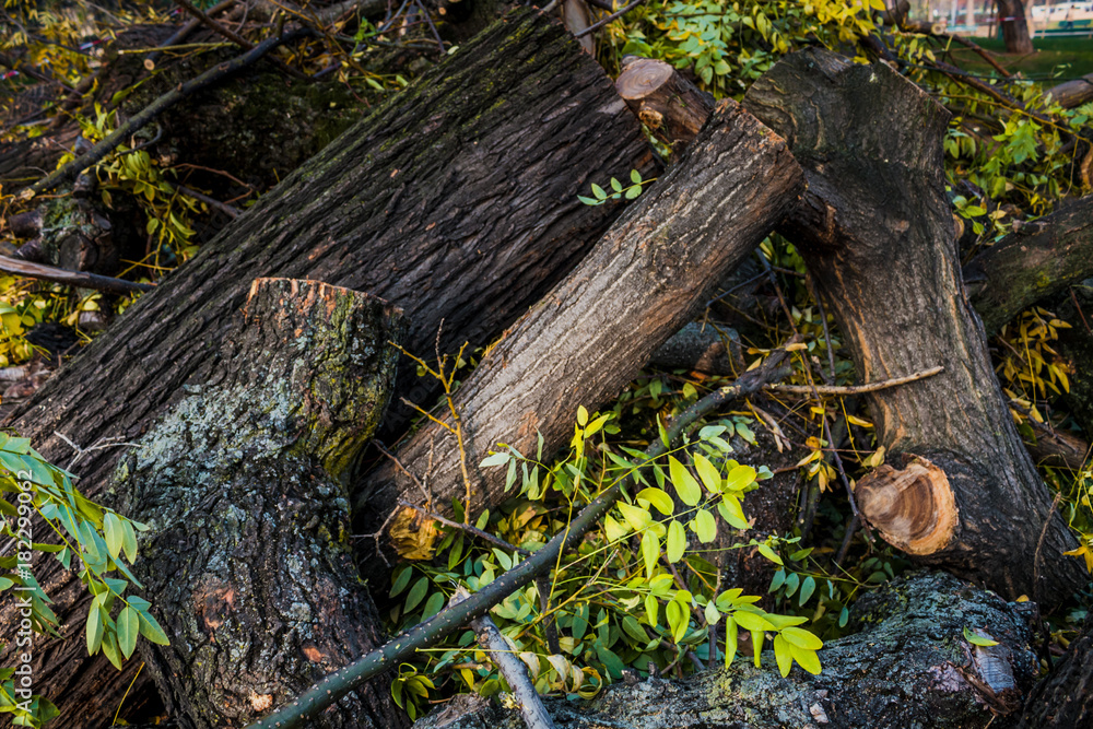 Woodpile of chopped lumber. Pile of wood logs. Stacked firewood timber Woodpile of chopped lumber. Pile of wood logs. Stacked firewood timber