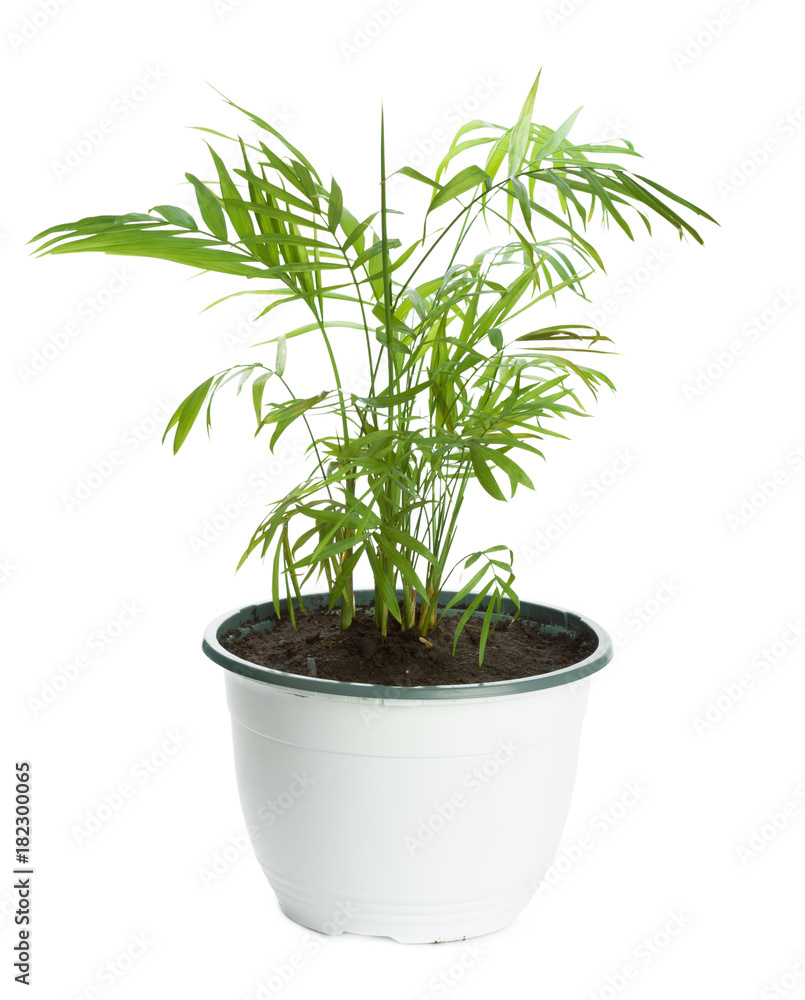 beautiful palm leaves beautiful palm leaves