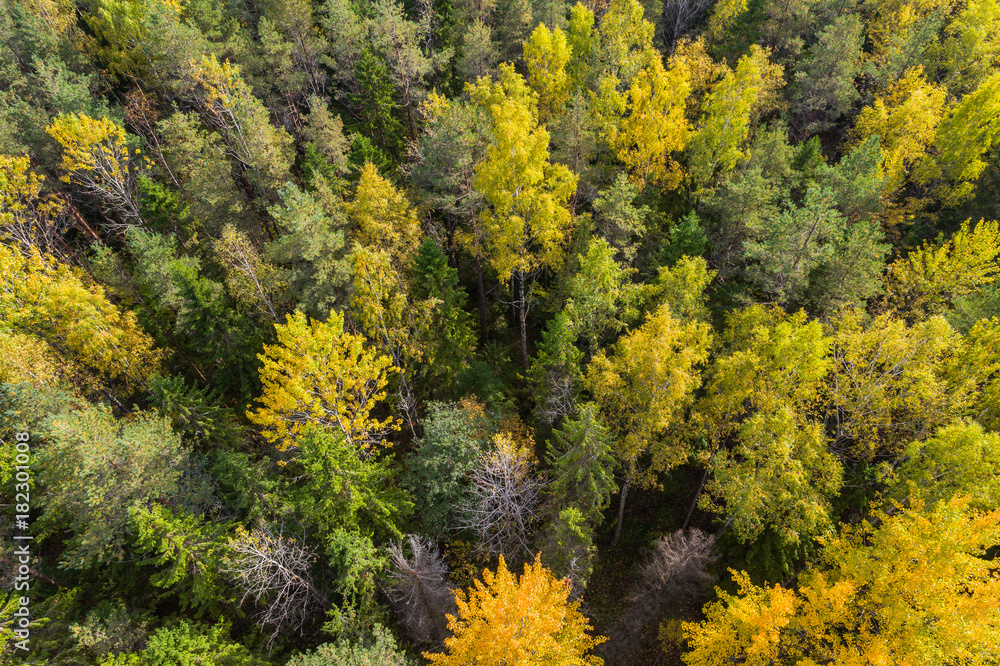 Fototapeta premium Aerial view of autumn trees. Colorful trees from above.