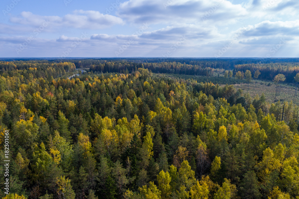 Aerial view of autumn trees. Colorful trees from above.