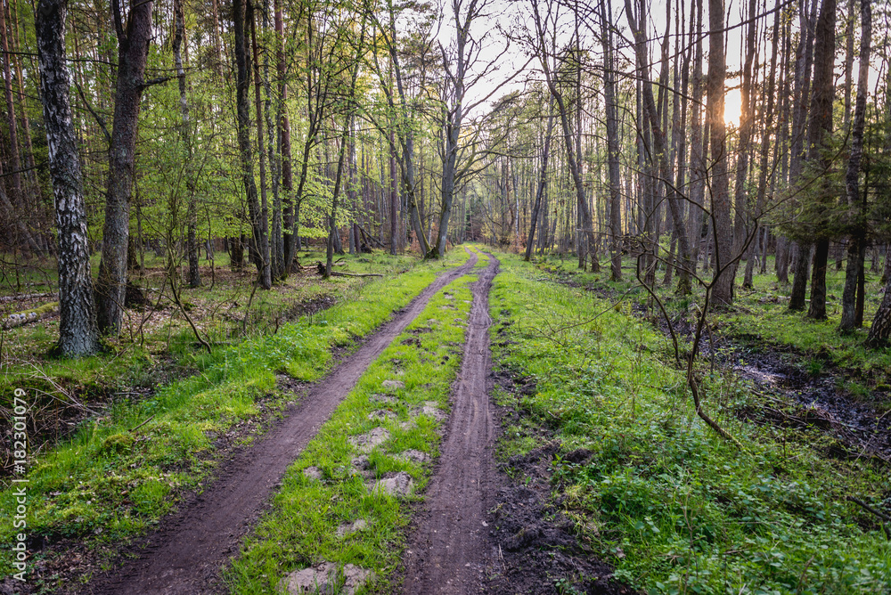 Forest road near Baltic Sea coast in Slowinski National Park, Poland Forest road near Baltic Sea coast in Slowinski National Park, Poland