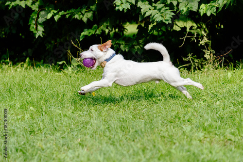 Side view of dog running on green grass playing with purple ball