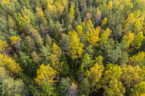 Aerial view of autumn trees. Colorful trees from above.