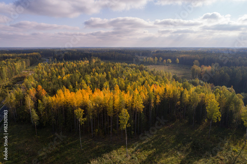 Aerial view of autumn trees. Colorful trees from above.