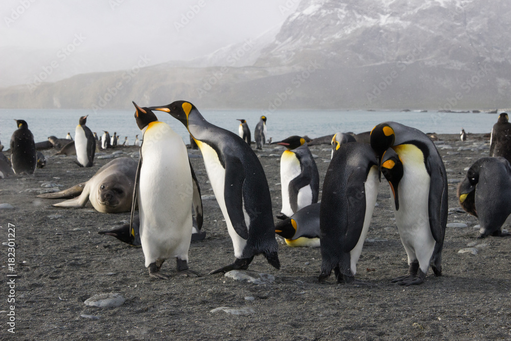 Obraz premium king penguin colony, Gold Harbour South Georgia