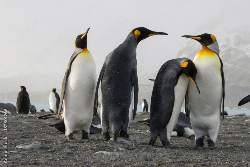 Fototapeta premium king penguin colony, Gold Harbour South Georgia