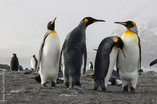 king penguin colony  Gold Harbour South Georgia