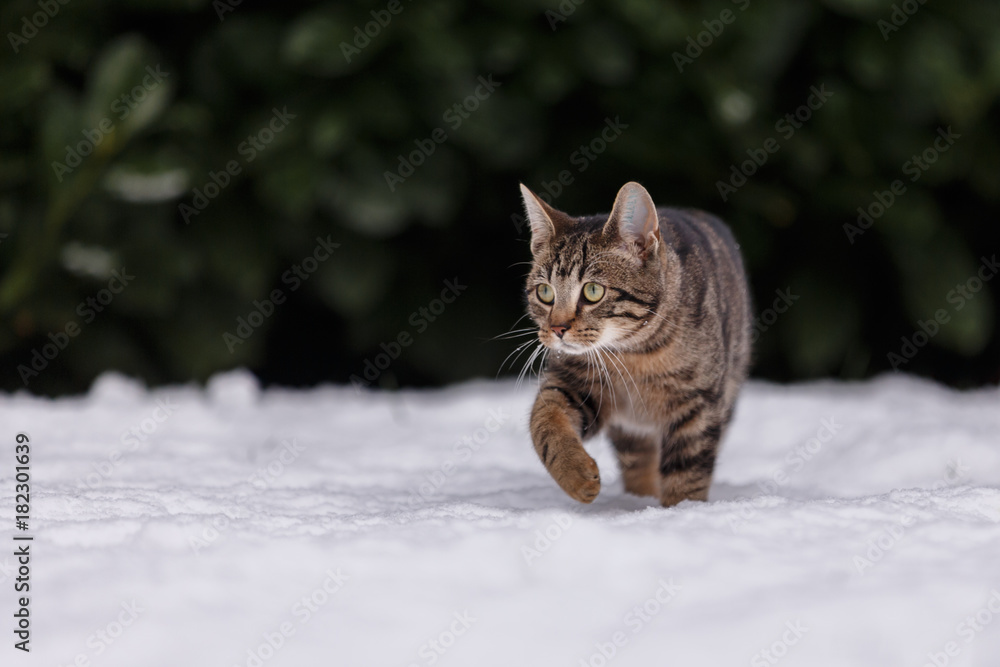 Katze im Schnee