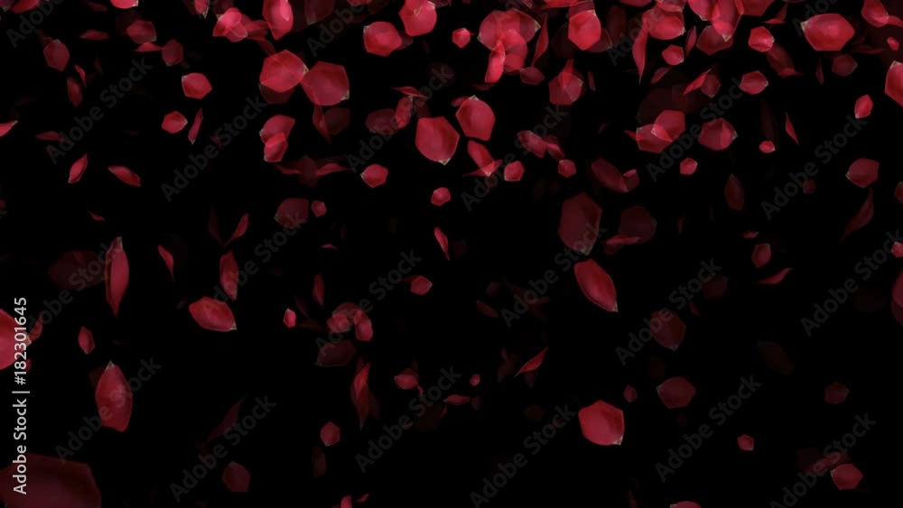 Falling Rose Petals on black background. Seamless loop Falling Rose Petals on black background. Seamless loop
