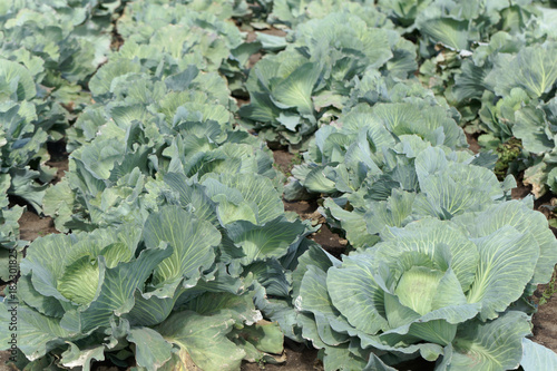 Field with headed cabbage plants