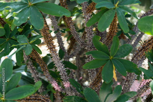 leaves and trunk of oeceoclades decaryana plant from africa photo