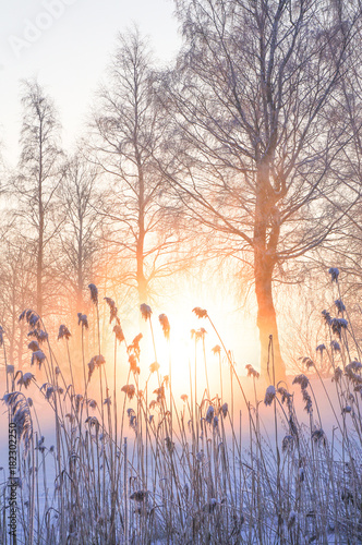 Winter beautiful landscape with the sun, frost and fog. 