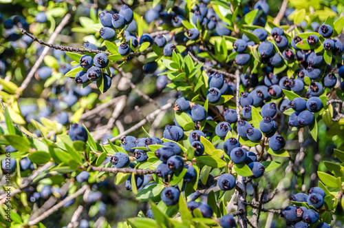 Myrtle berries background