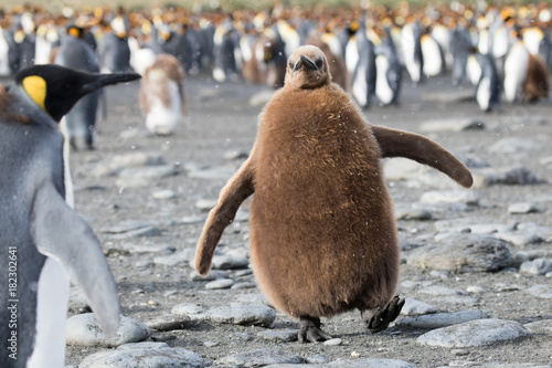Cute king penguin chick