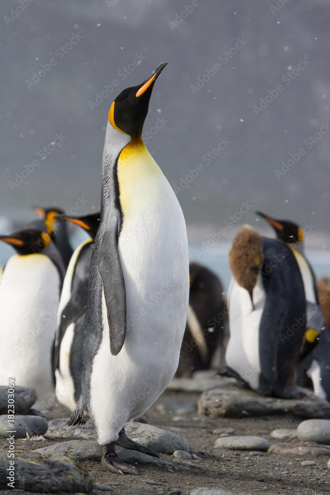 Fototapeta premium King penguin colony, Gold Harbour South Georgia