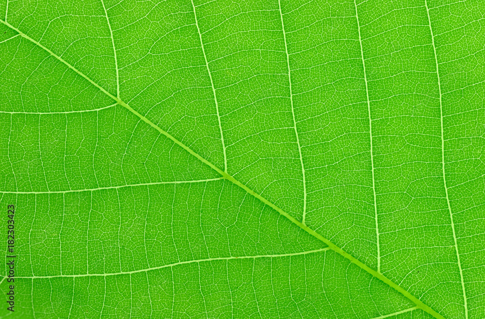 close up on green leaf texture background close up on green leaf texture background