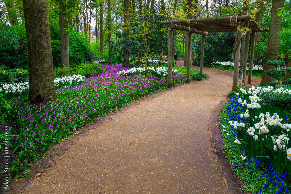 Obraz premium Fresh blooming spring flowers in the forest, Keukenhof park, Netherlands