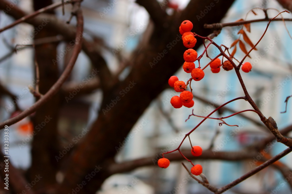 Bright red rowan berries against unfocused bare tree branches and blue background. Autumn cold landscape. Bright red rowan berries against unfocused bare tree branches and blue background. Autumn cold landscape.