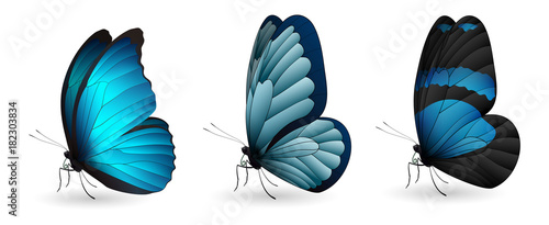 Set of colorful realistic butterflies
