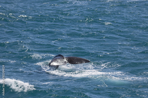 Photos Southern right whale, South georgia