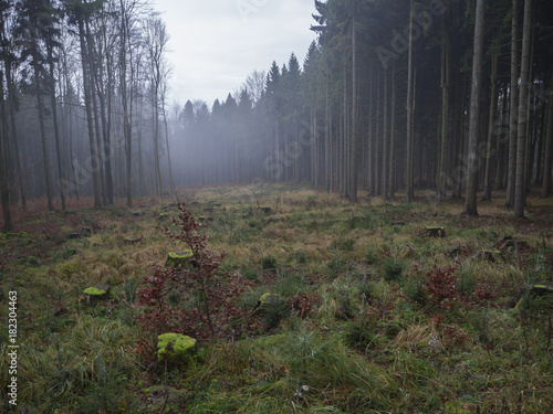 glade clearing with moss covered tree stump and misty spruce tree forest autumn landscape