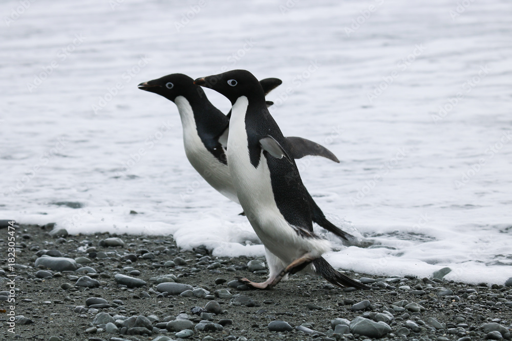 Naklejka premium Adelie penguin, Orcadas base