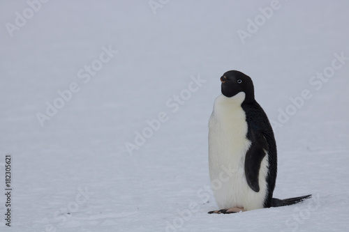 Adelie penguin, Orcadas base photo