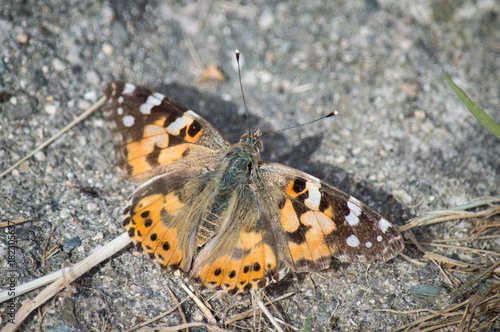 Painted Lady butterfly on a stony path