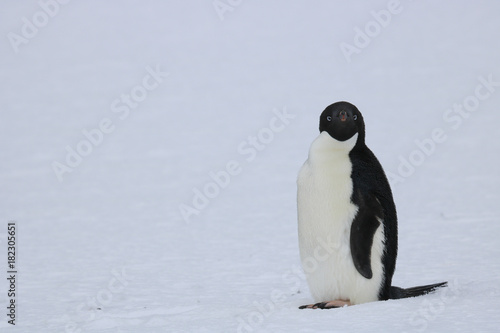 Adelie penguin, Orcadas base photo