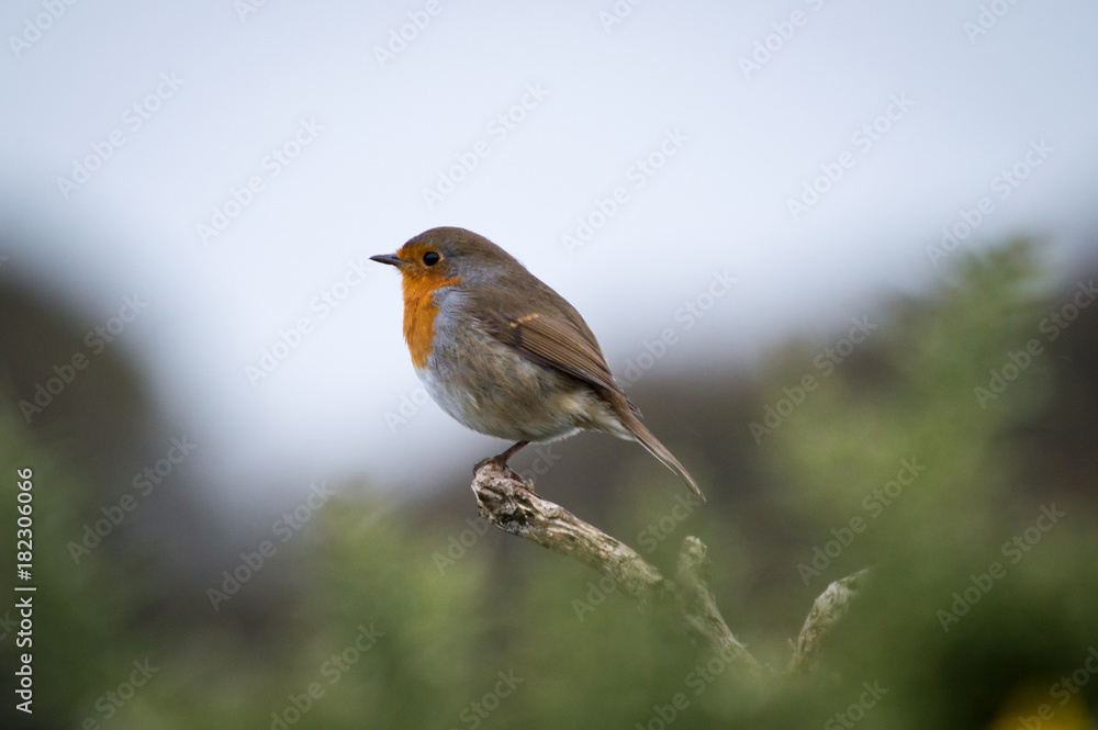 Robin perched on a twig Robin perched on a twig