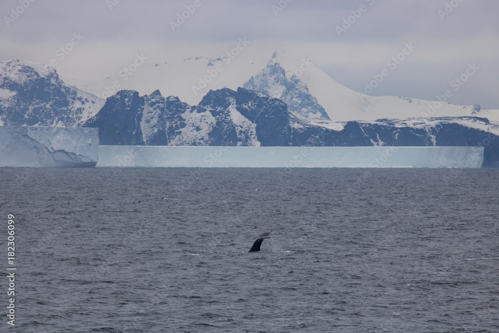 Obraz premium Humpback whale