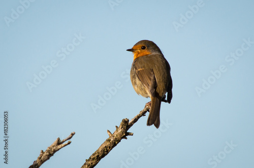 Robin perched on a high branch