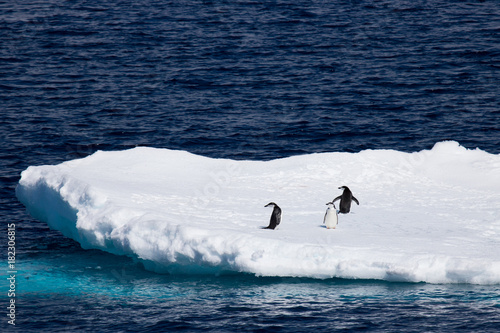 Adelie penguins on Ice float