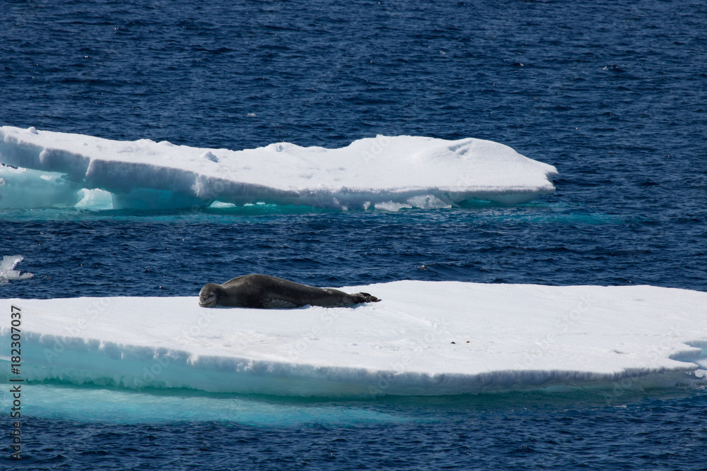 Fototapeta premium Leopard seal on ice float