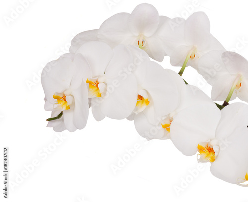 Fresh white orchids flowers isolated on white background