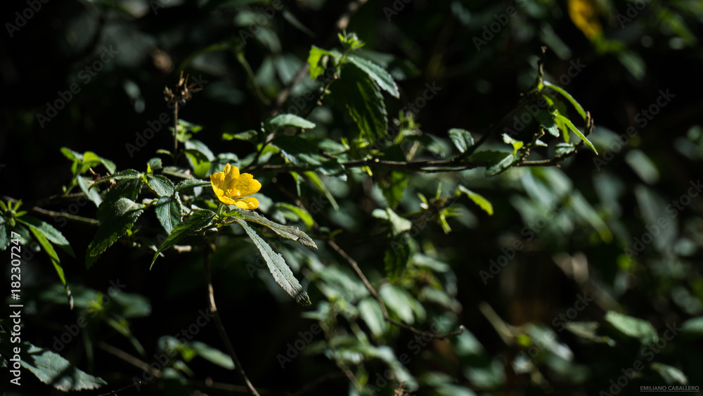 Flor amarrilla Flor amarrilla