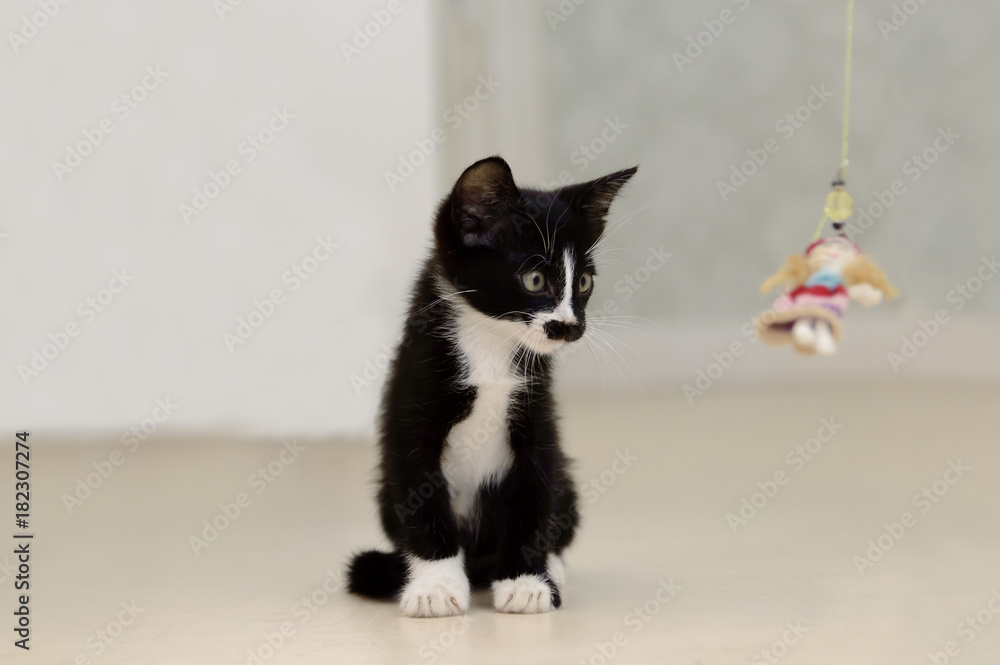 A little black kitten with white breasts is playing. A little black kitten with white breasts is playing.
