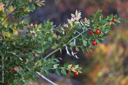 Riscus aculeatus gros plan