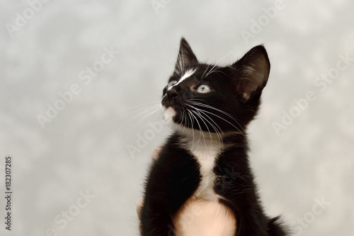 A small, mongrel black kitten with a white breast.