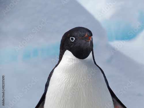 Adelie penguin