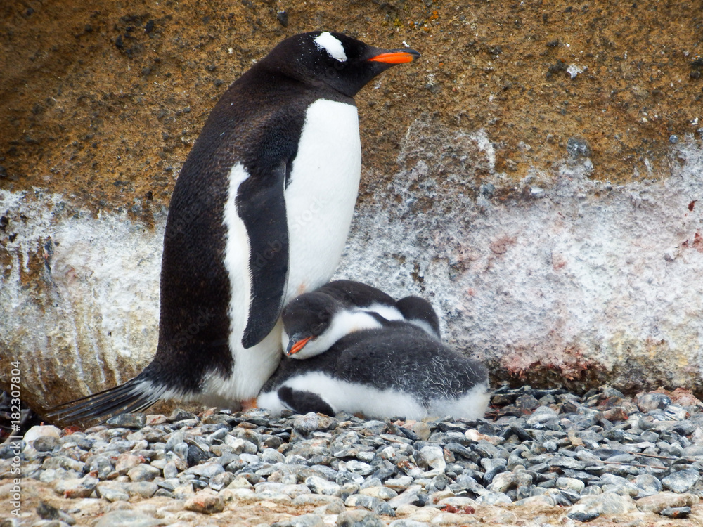 Fototapeta premium Gentoo penguin with chicks
