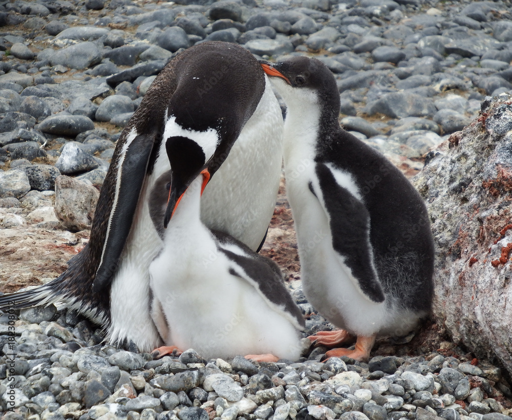 Naklejka premium Gentoo penguin with chicks