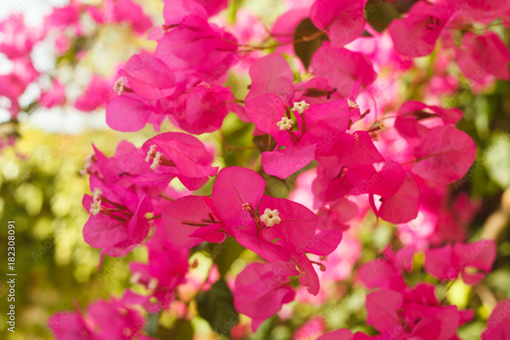 Bougainvillea Bougainvillea