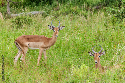 Impala