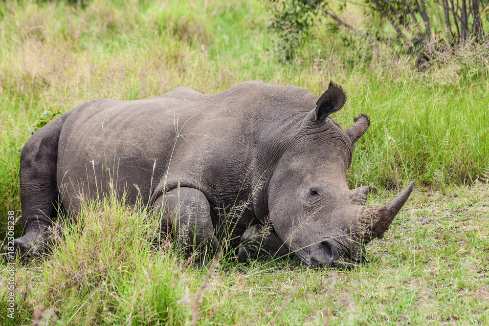 Obraz premium White Rhinoceros