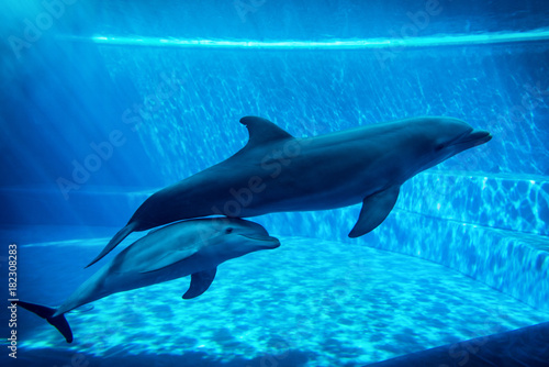 Dolphins swimming in aquarium © oneinchpunch