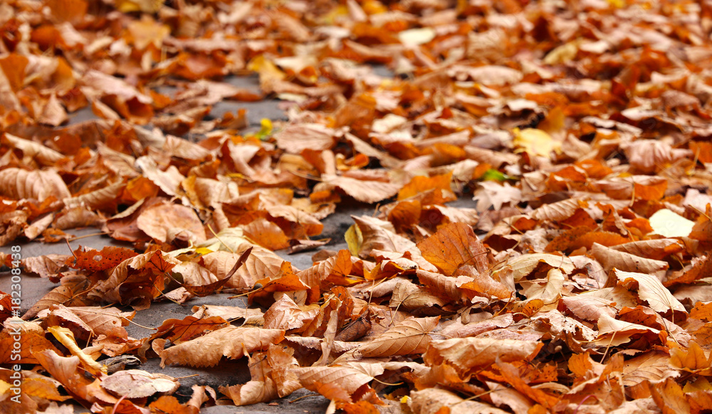 Autumn - Herbst Autumn - Herbst