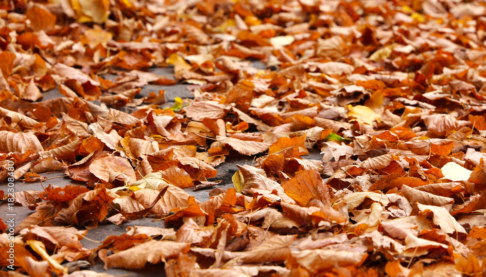 Autumn - Herbst Autumn - Herbst